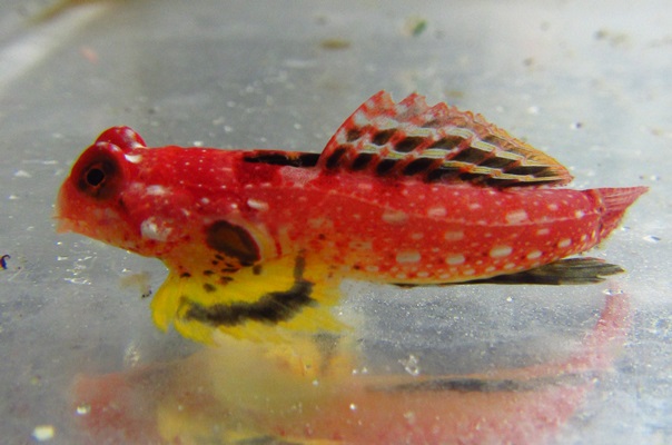 10152_ruby-red-dragonet_1.jpg