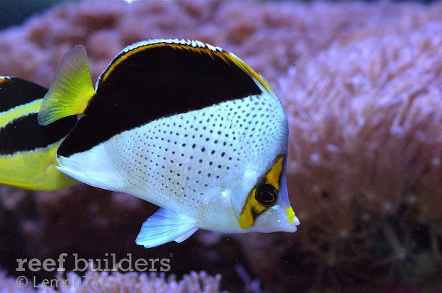 reefbuilders.com