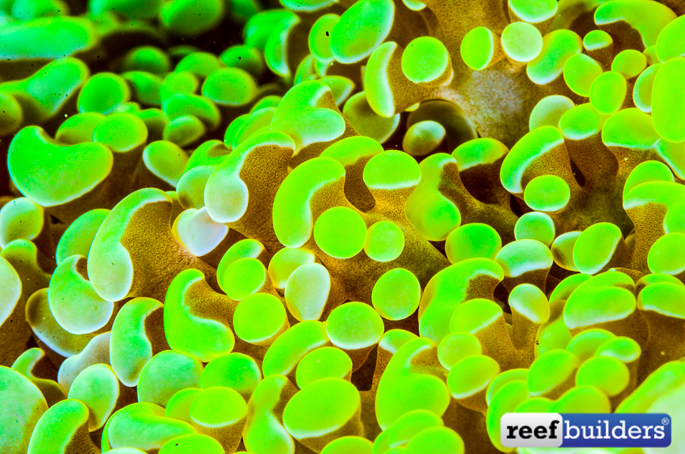 reefbuilders.com