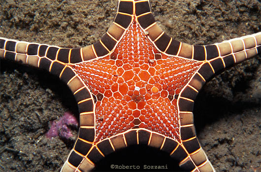 star01.jpg