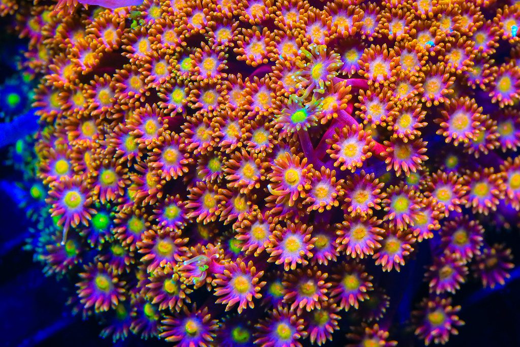 52661420856_d33a311936_b.jpg