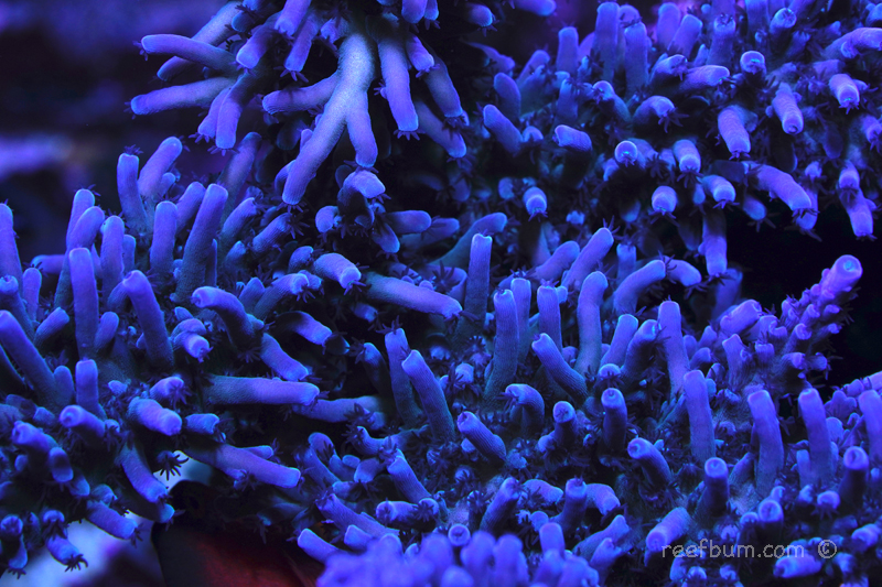 Cali-Tort-pic1-Macro.jpg