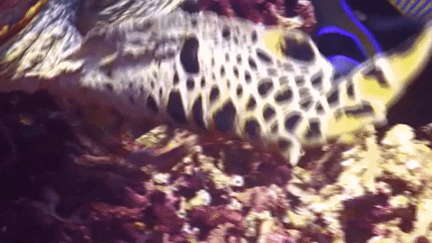 giphy.gif