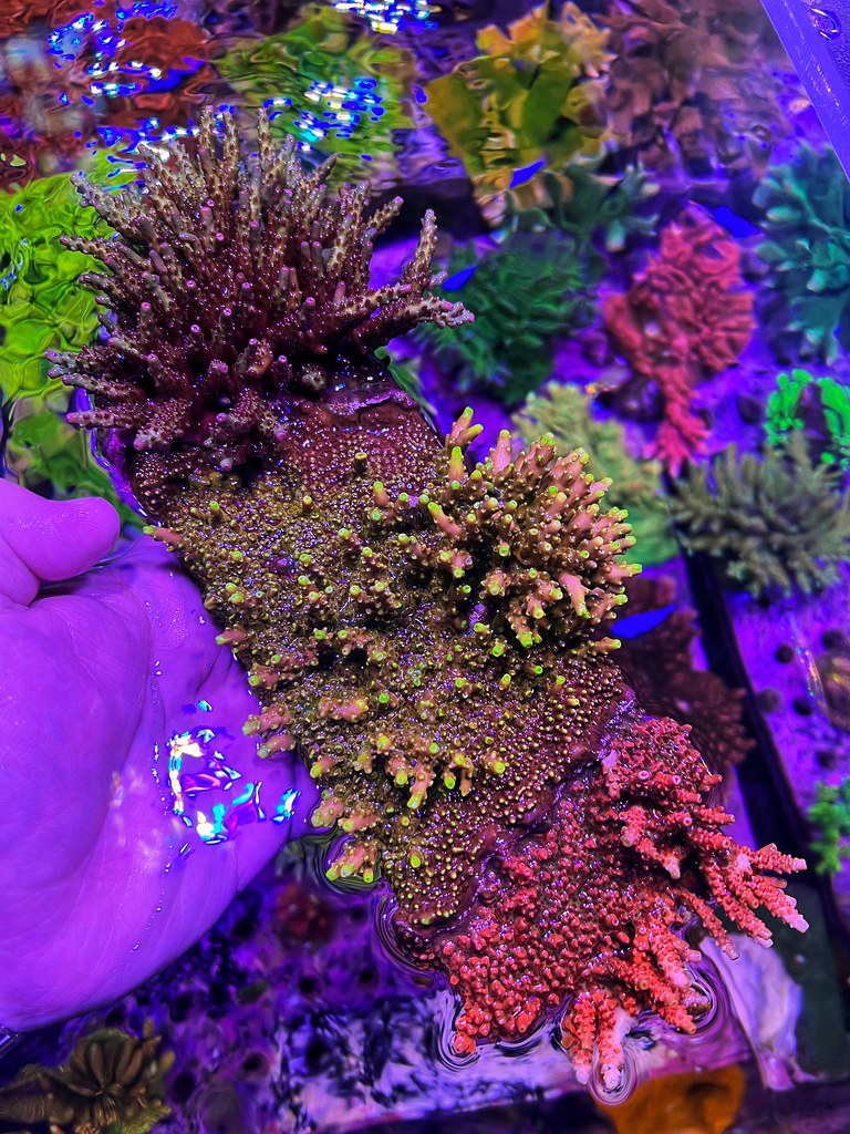 51827947642_e79a258f4f_b.jpg