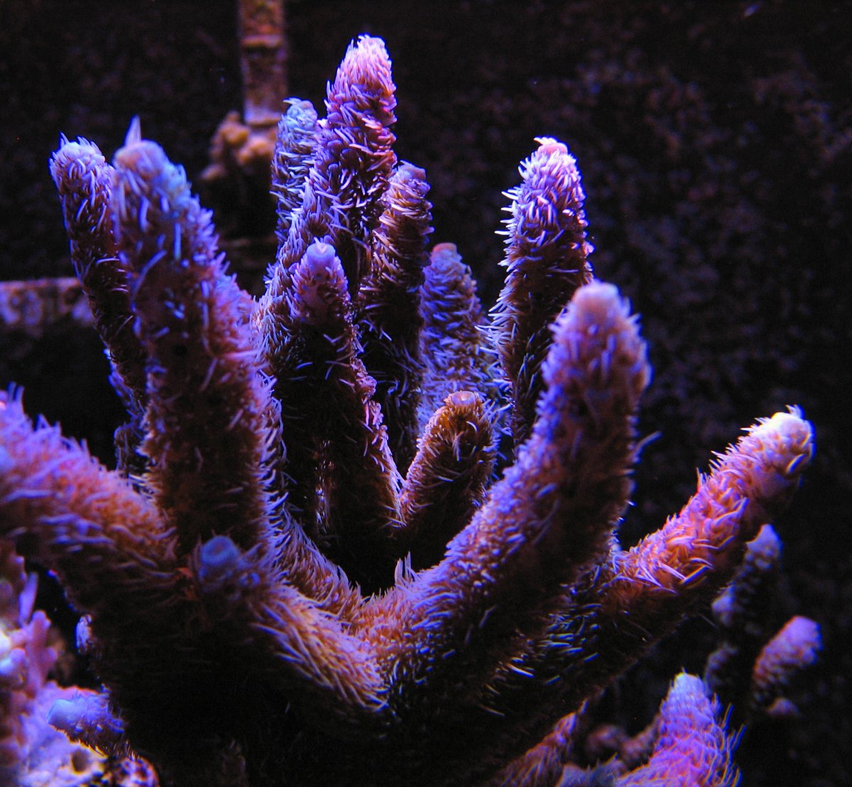 4-jpg.947966