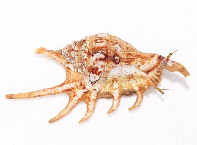 conch-b-jpg.495930