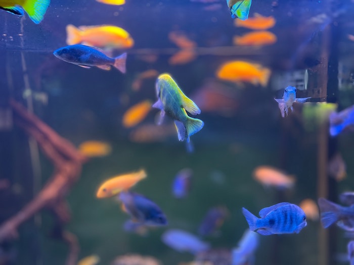 forfishlovers.com
