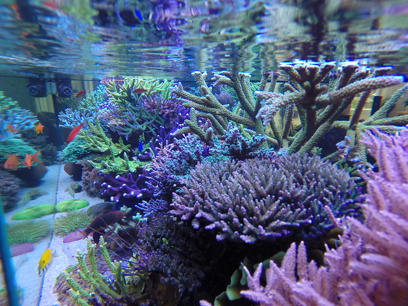 15896522771_f0d2e0b3e9_c.jpg