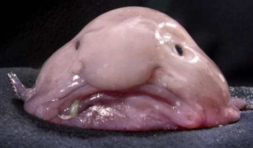 1-blobfish.jpg