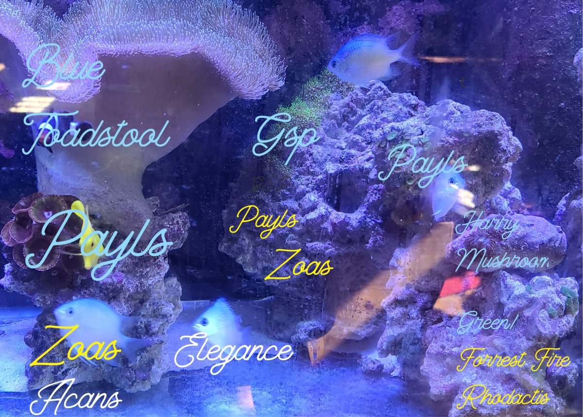 corals middle.jpg