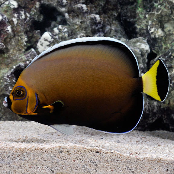 Conspicuous-Angel-reefs.jpg