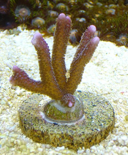 reefs.com