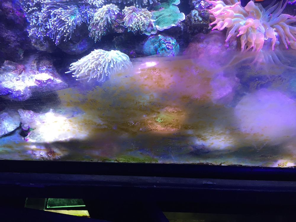 reefbuilders.com