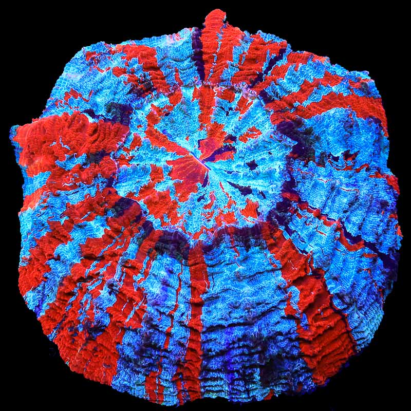 50744339256_c9c0422ec7_c.jpg