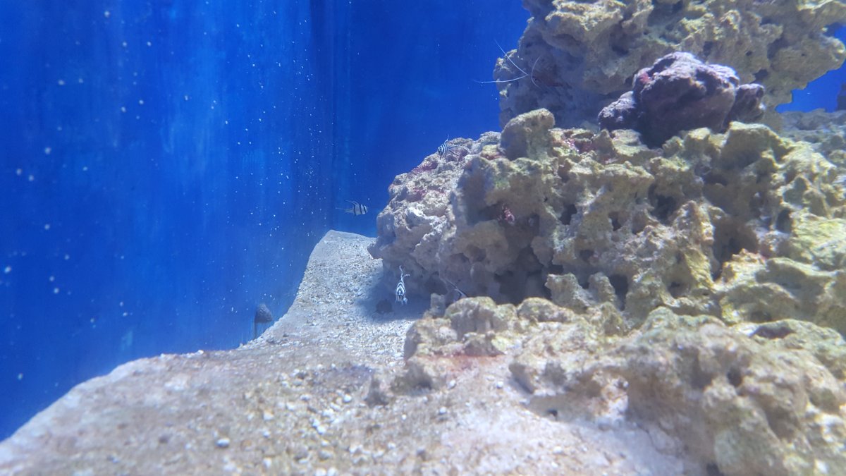 Cleaner Shrimp 1.jpg