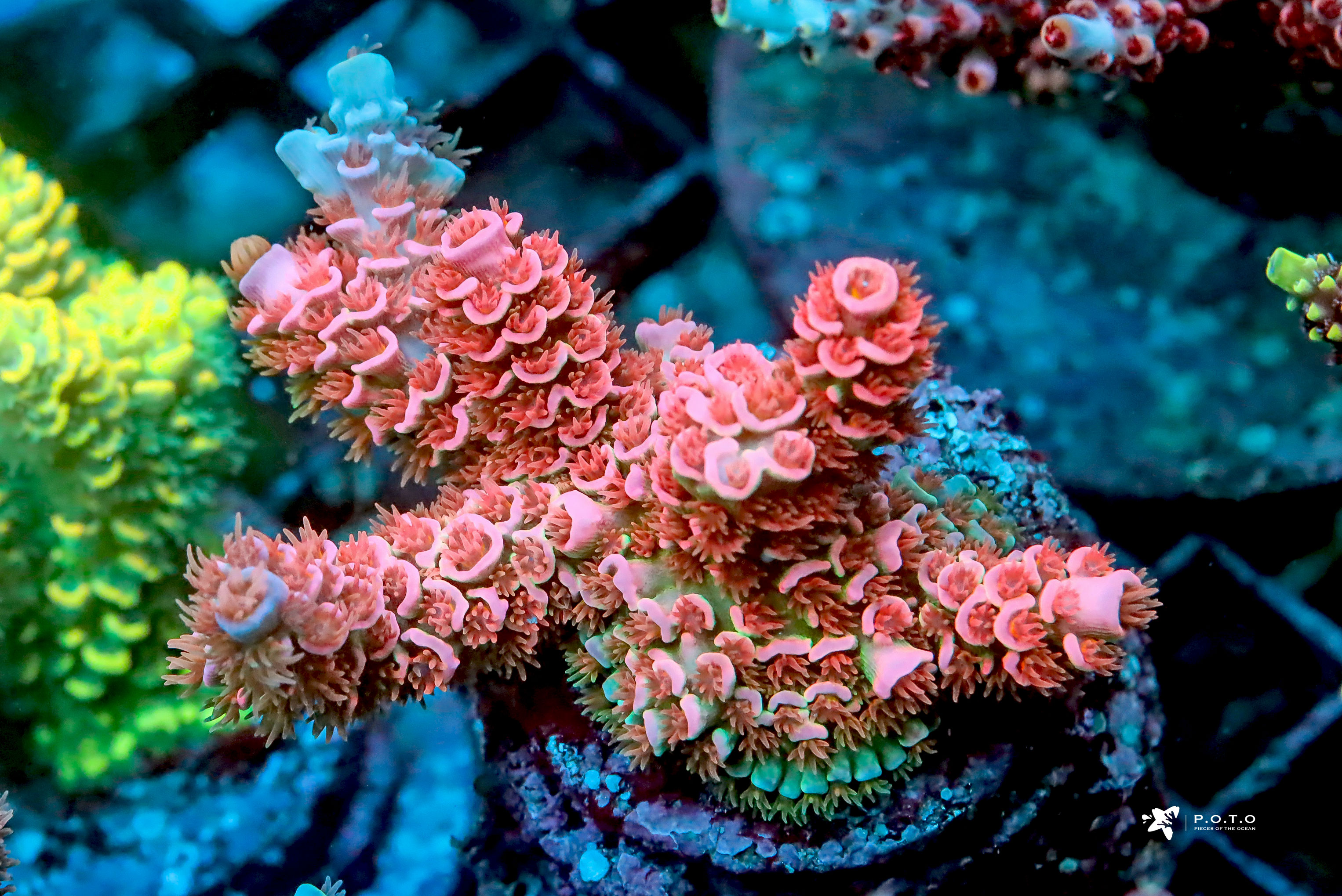 52322578899_0c0eb412c1_o.jpg