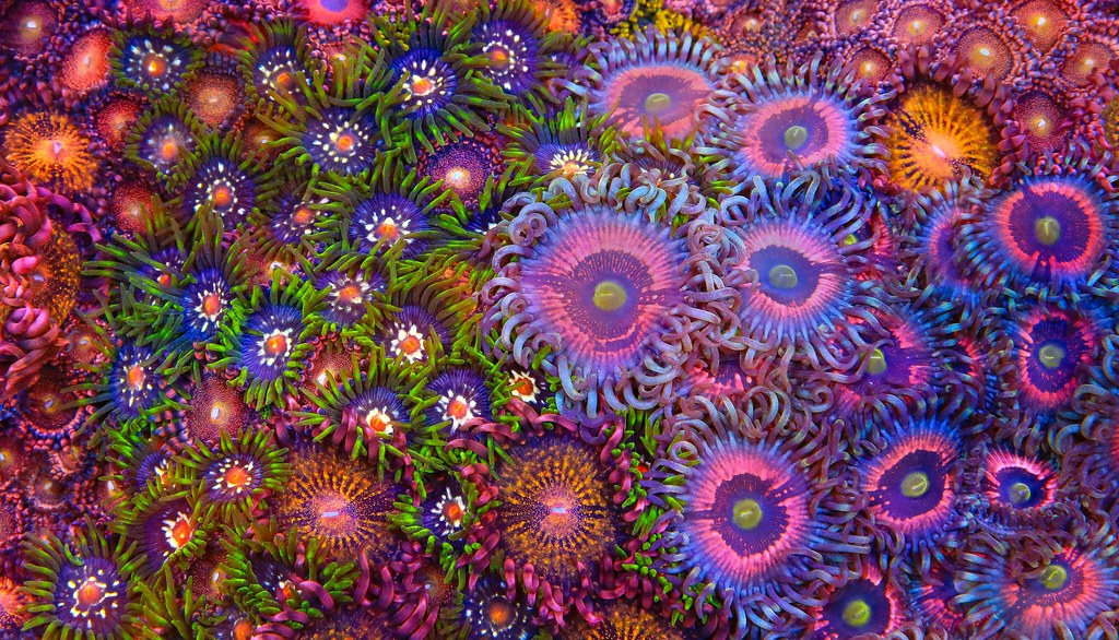 51147922640_519893e885_b.jpg