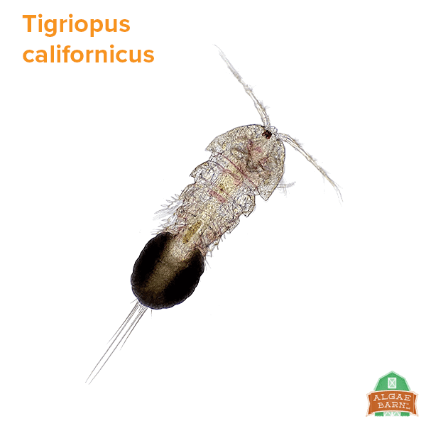 5280 Pods Blend | Copepods for sale | Live Foods - AlgaeBarn