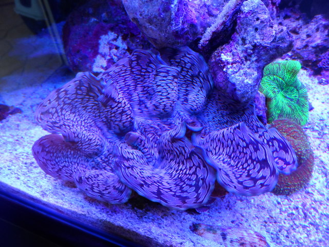 clam.jpg