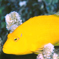 reefs.com