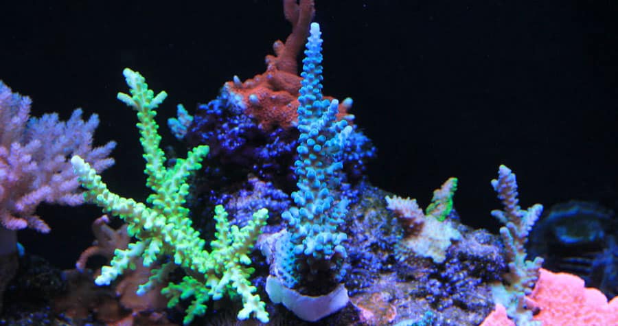 www.thebeginnersreef.com