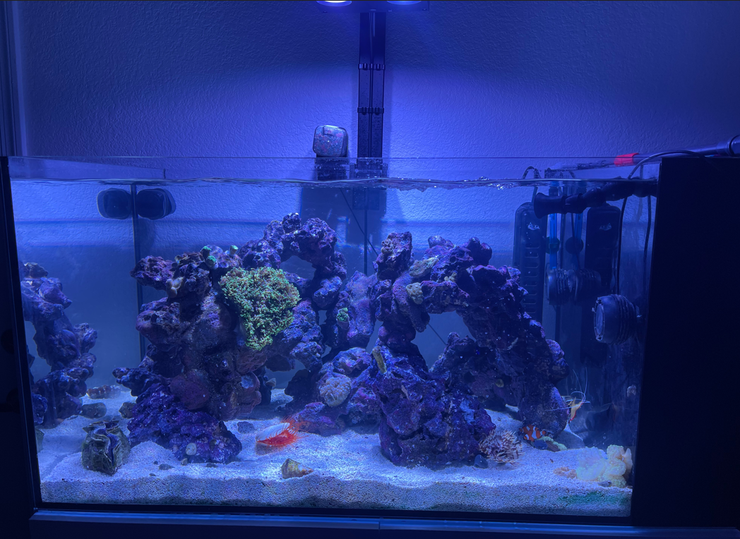 current tank.png