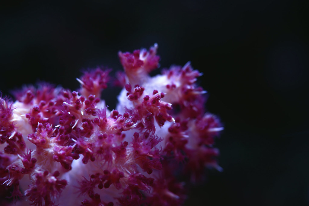 15823869880_a7ea094c28_b.jpg