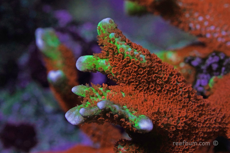 Macro-pic15-Nov-11-2018_edited-1.jpg