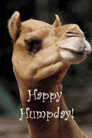 hump day GIF