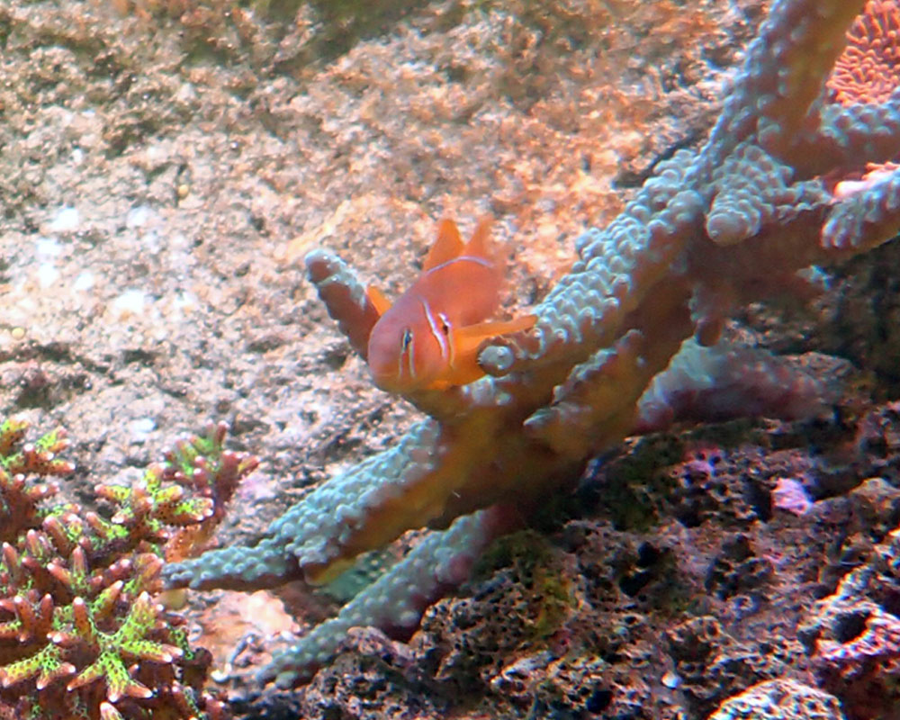 gobie-jpg.479369