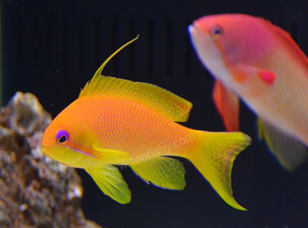 kenya-squam2.jpg