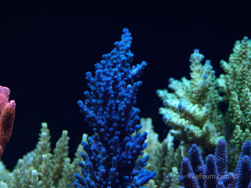 Jan2610Tankpic121.jpg