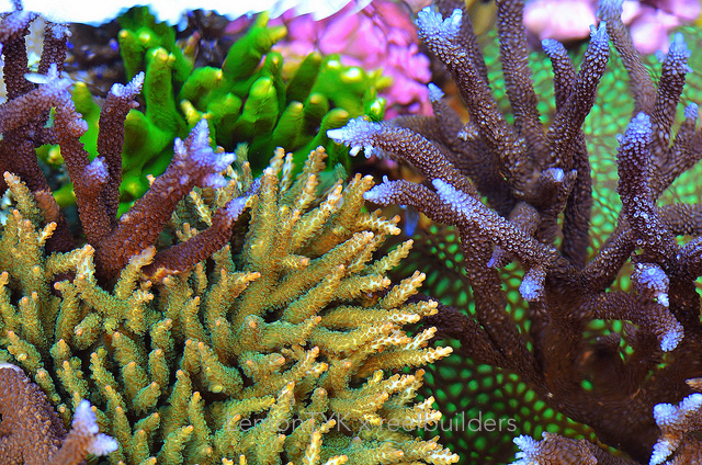 reefbuilders.com