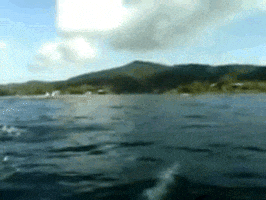 dolphin GIF