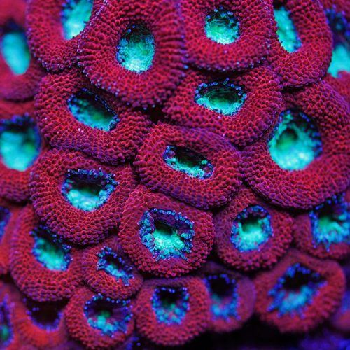 YR-Ruby-Rain-Micromussa-500x500.jpg