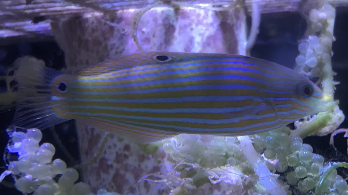 melanuruswrasse2018062101-png.1082506