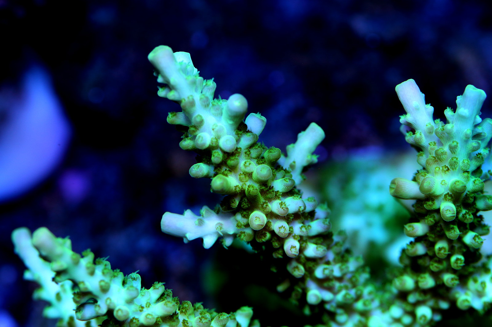 33798539230_84d609a459_h.jpg