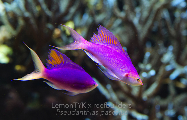 reefbuilders.com