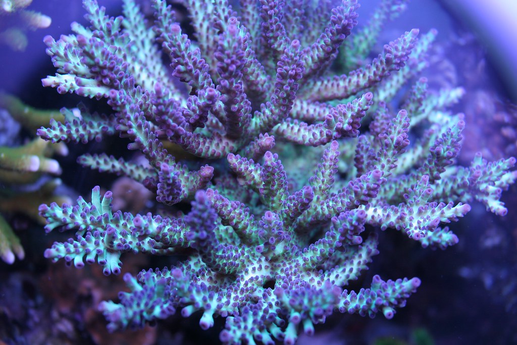 26524458285_61264d23c6_b.jpg