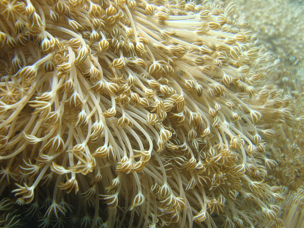 reefbuilders.com