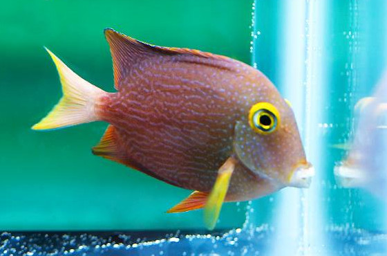reefs.com
