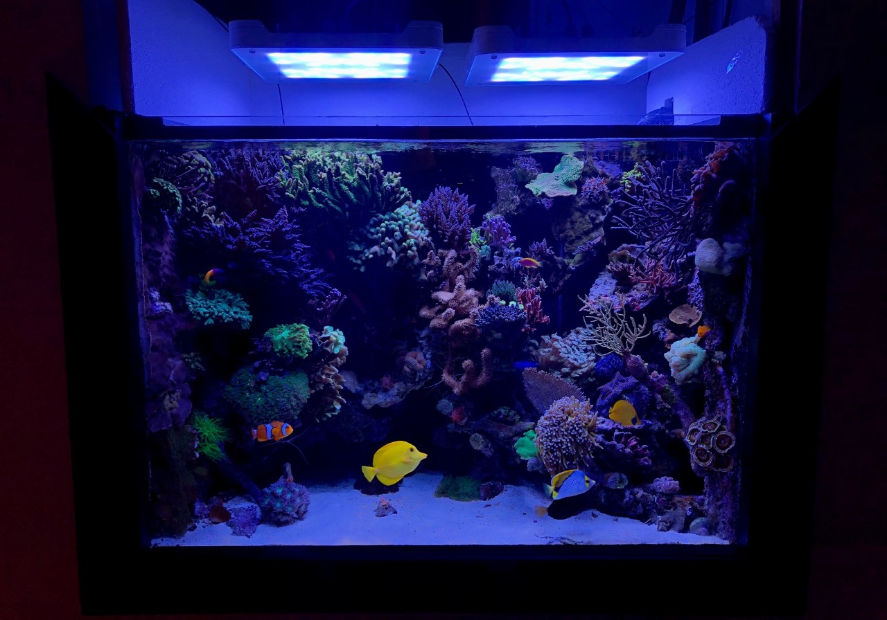 reefbuilders.com