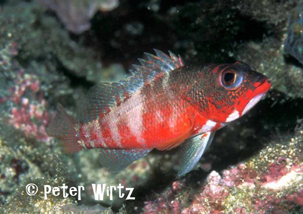 reefbuilders.com