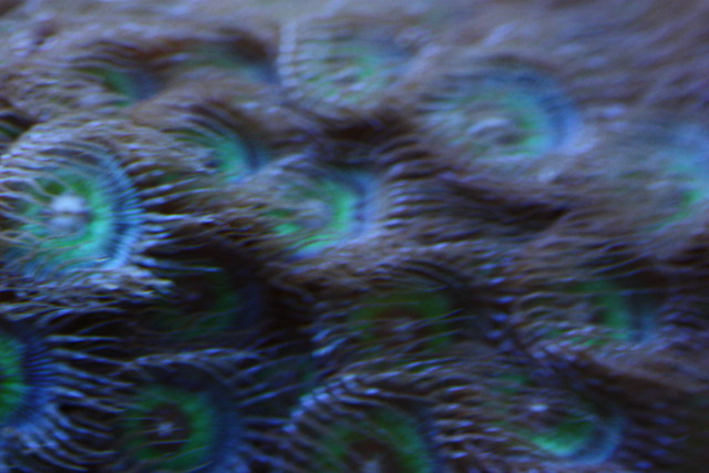8678978871_23b65606cd_z.jpg