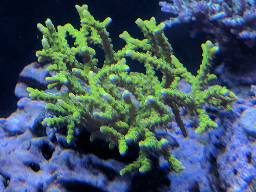 34470033484_a3f806e832.jpg