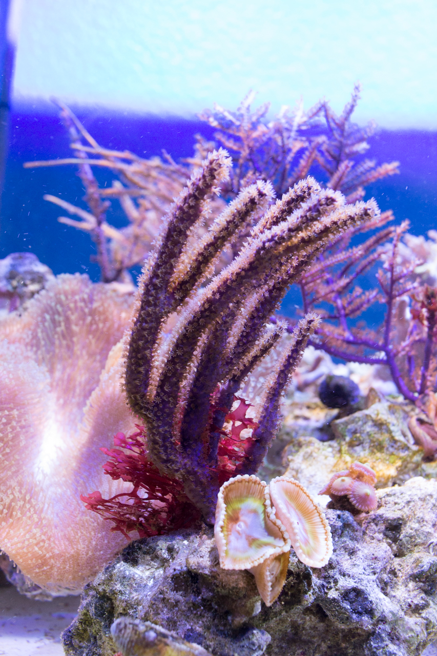 25739851866_362e0c53f1_o.jpg
