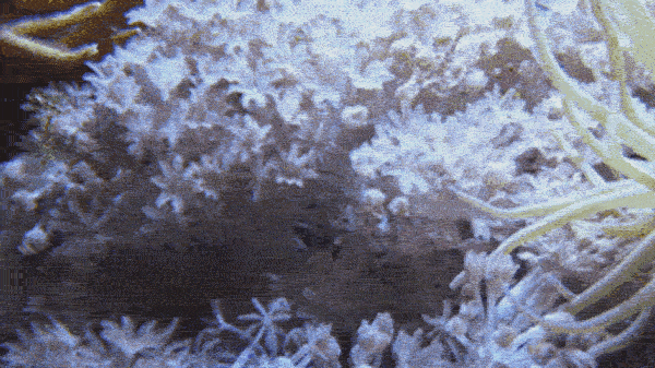reefbuilders.com