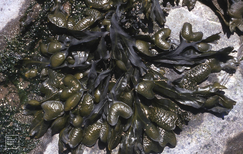 Spiral-wrack.jpg