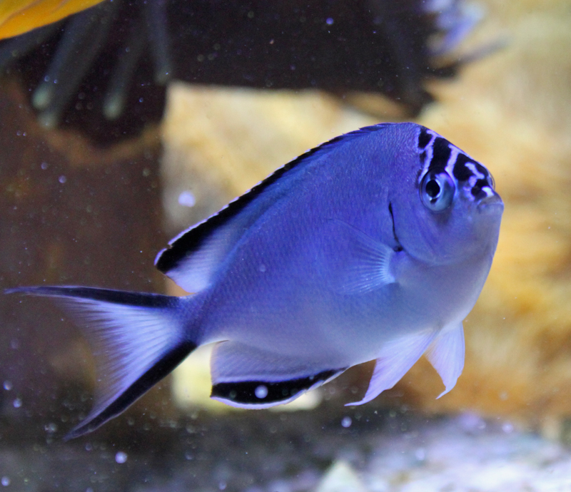 watanabeifemale2016051502-jpg.1572636