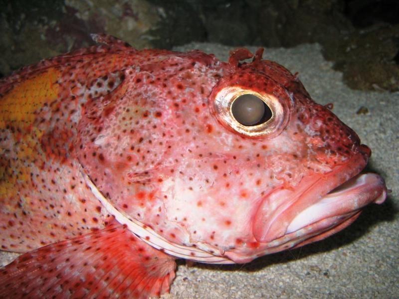 reefs.com